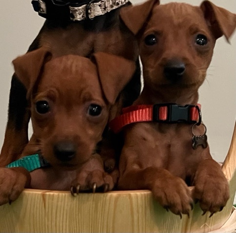 Miniature Pinscher – Mini Pinscher Puppies