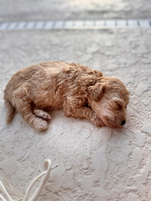 Poodle – 7 Puppies - $*** each - purebred poodles – Miami Beach