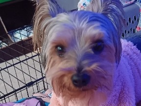 Yorkshire Terrier – Yorkie dog – Moses Lake