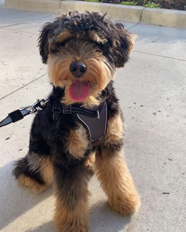 10 month old Aussiedoodle