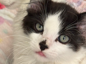 Ragamuffin – Olly the Lover – Clifton