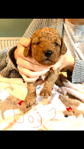 English Cocker Spaniel – F2b red Toy Cockapoo pups