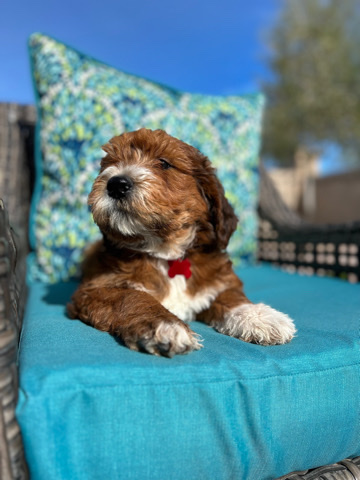 golden doodle mix