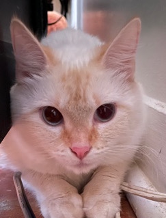 friendly, sweet cat