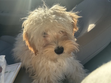 Maltese – maltipoo puppy