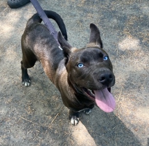 American Pit Bull Terrier – Loving and Loyal PITSKY