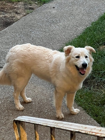 Great Pyrenees – Rehome