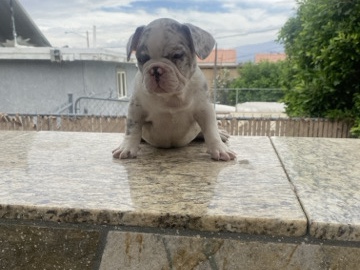 French Bulldog – French bulldog – Thousand Palms