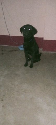 Labrador Retriever – labrador puppy