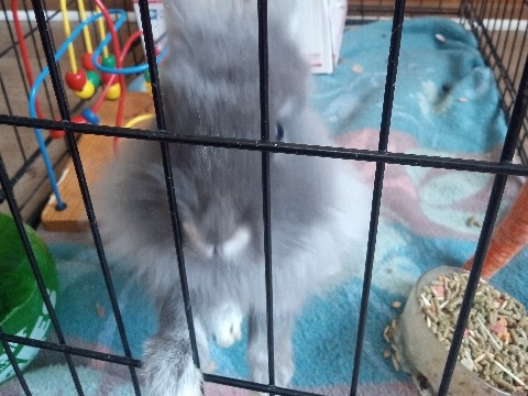 Lionhead – Roxy the bunny – Saginaw
