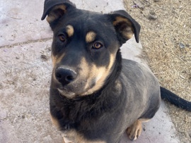 Rottweiler – Rottweiler for sale 🤗 – Sunrise Manor