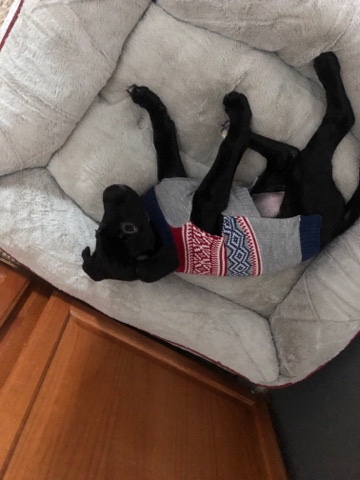 Boxer – boxador puppy