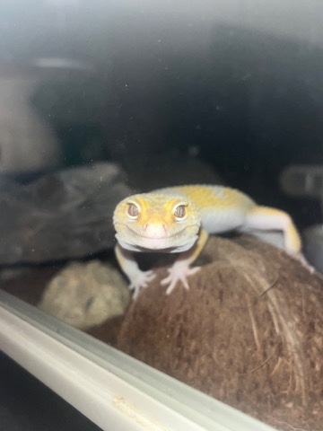 Any – Leopard Gecko For Sale!