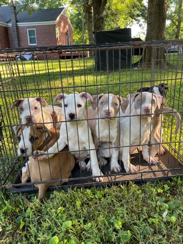 American Pit Bull Terrier – American Pit Bull Terriers