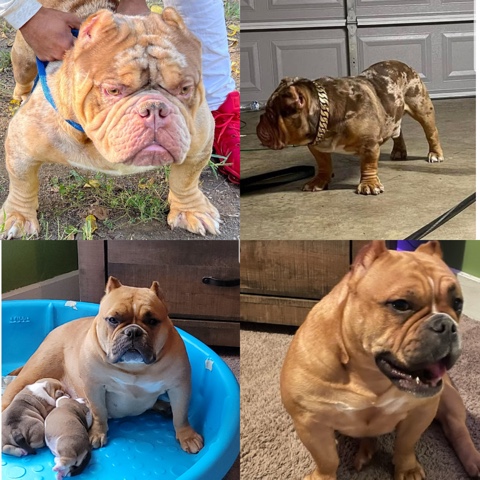 American Pit Bull Terrier – Exotic Micro Merle American Bullies