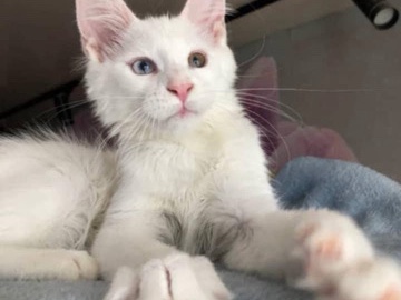 Maine Coon – Maine **** kitten, chloe – Goldthwaite