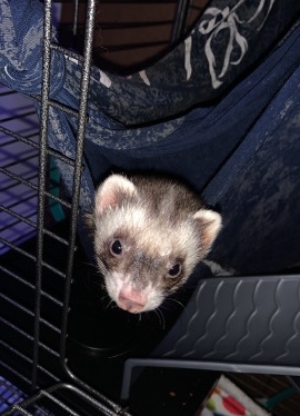 ferret – ferrets for sale in Athens Ga