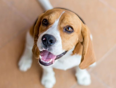 Beagle – 7-Month-Old Beagle Puppy for Sale – New York