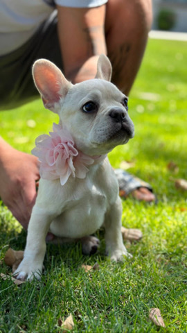 French Bulldog – french bulldog for sale
