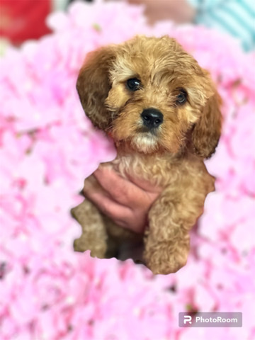 cavapoo puppies