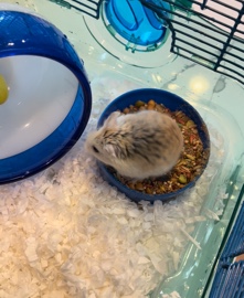 Dwarf Hamster