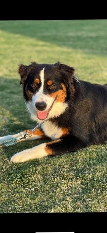 Australian Shepherd – Adorable Aussie Pup
