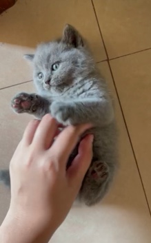 British Shorthair – Fast selling !
