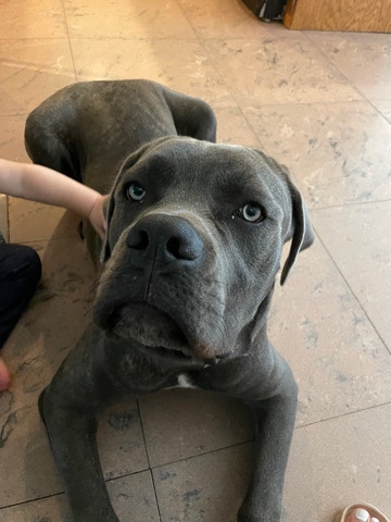 Cane Corso – Rehome Cane Corso