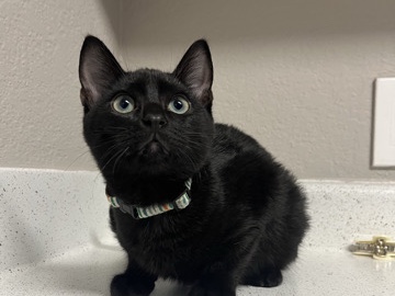 Bambino – rehomeing 2 black kittens – Nashville