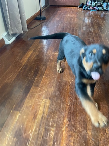 German Shepard Rottweiler mixes