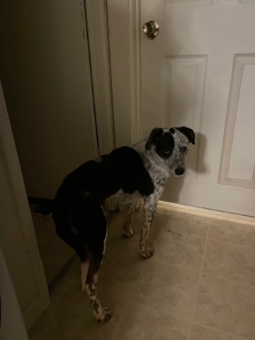 Australian Shepherd – Stormi