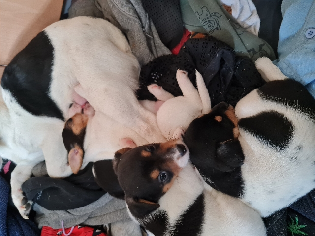 Jack Russell Terrier – Jack Russell's puppies