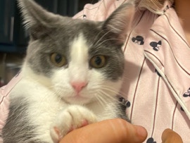 British Shorthair – cat – Rochdale