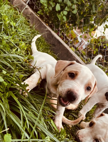 American Bulldog – American Bulldog