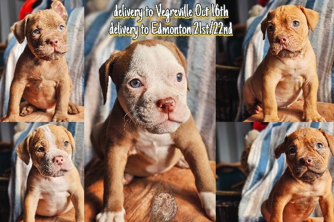 Olde English Bulldogge – Olde English Bulldogge Puppies Ready Oct 16th