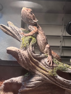 Bearded Dragon 1yr