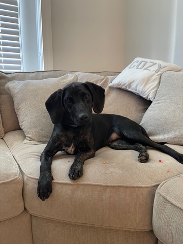 Plott Hound – Rehoming 13mo. Plott Hound Mix