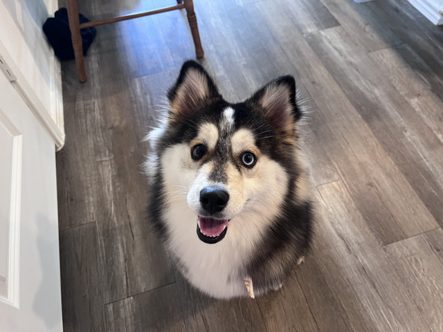 Pomsky – Pomsky for Rehome – Spring