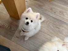 Pomeranian – Pomeranian – Raleigh