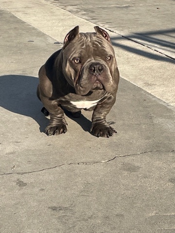 American Pit Bull Terrier – Goku near Los Angeles male Bully AKC registered