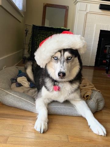 Siberian Husky – rehome Nikita