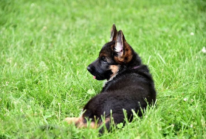 German Shepherd – German Shepherd Puppies for adoption