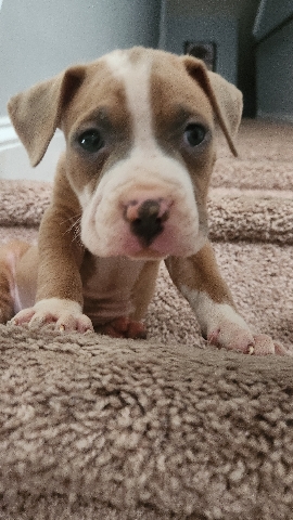 pup name scooby doo