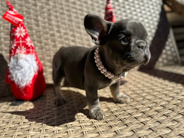 French Bulldog – frenchie