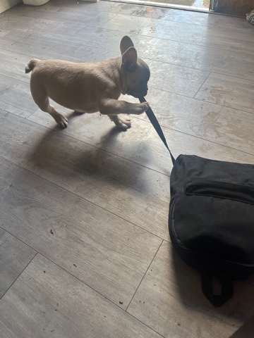 Frenchie puppies for sale