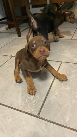Doberman Pinscher β selling dogs