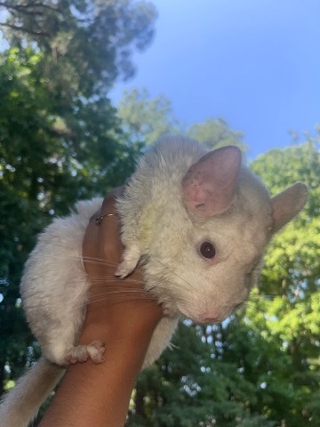 chinchilla – pink white chinchilla!