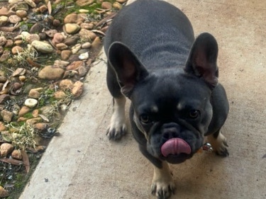 French Bulldog – Beautiful female French Bulldog looking for the perfect new home. – Locust Grove