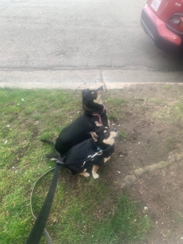 Chihuahua – free dogs!!