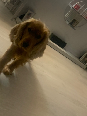 English Cocker Spaniel – 2year old cocker spaniel